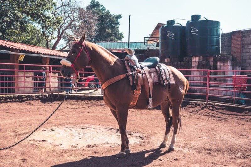 Kaltblutpferd in seiner natürlichen Umgebung